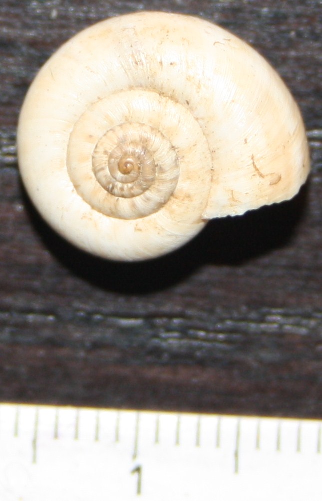 Monacha cartusiana e Cernuella cf. neglecta